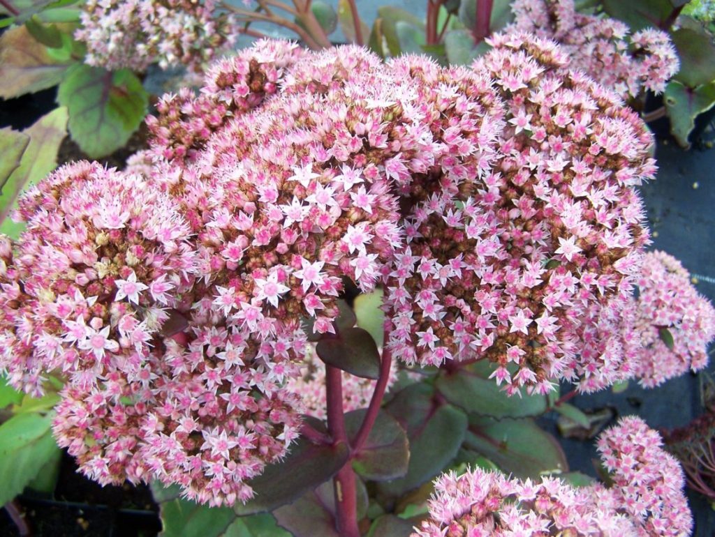 Matrica sedum na fotografii krajinného dizajnu