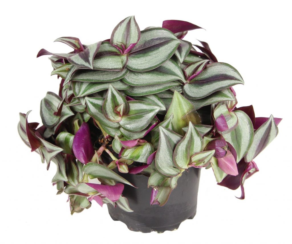 Názory Tradescantia Názory Tradescantia