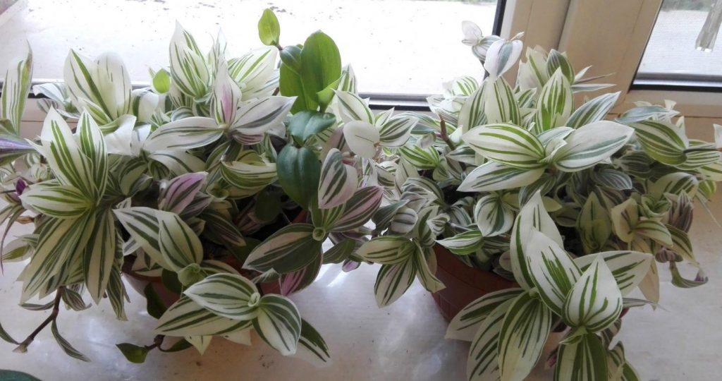 Fotografická miestnosť Tradescantia Fotografická miestnosť Tradescantia