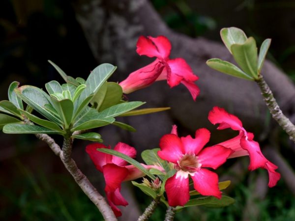 Adenium Obesum - ako sa starať o kvetinu
