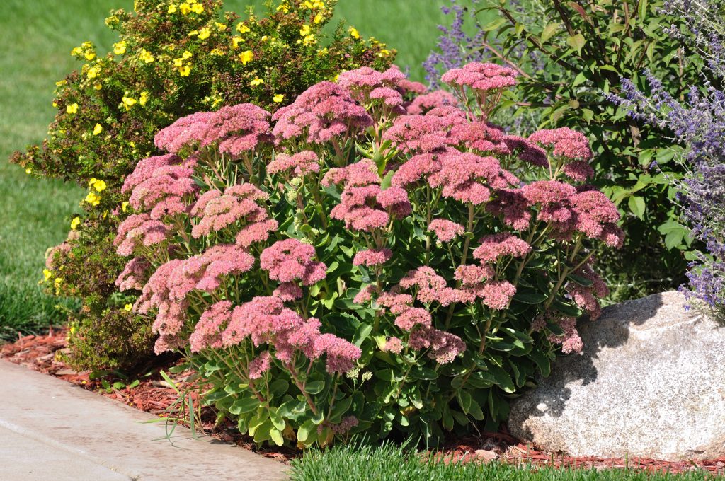 Výrazné odrody sedum Výrazné odrody sedum