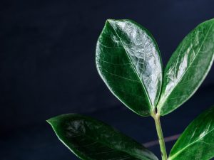 Čierne zamioculcas - krásny strom dolára