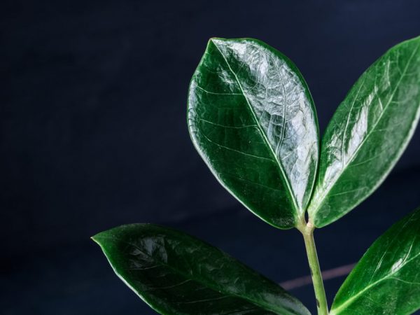 Čierne zamioculcas - krásny strom dolára
