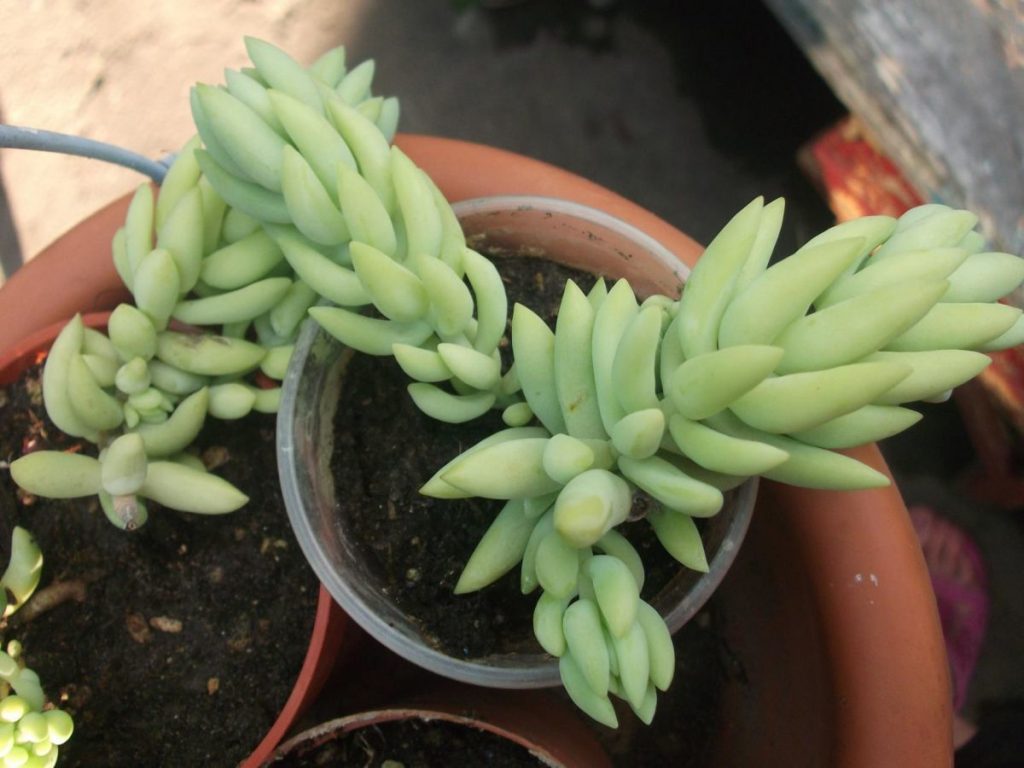 Sedum morgana výsadba a zanechanie fotografií Sedum morgana výsadba a zanechanie fotografií