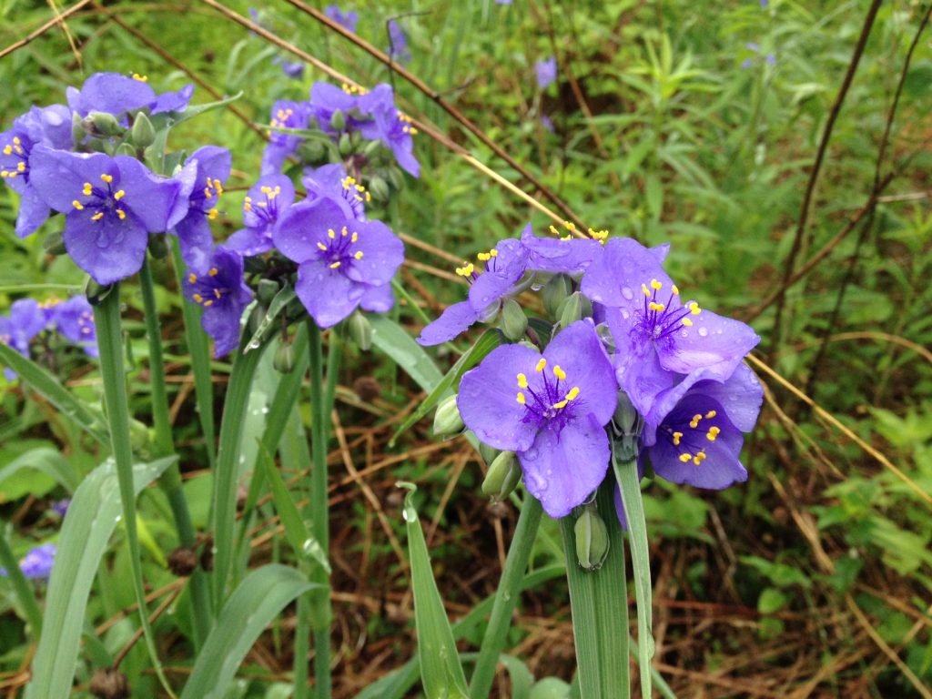 Trvalá fotografia záhrady Tradescantia Trvalá fotografia záhrady Tradescantia