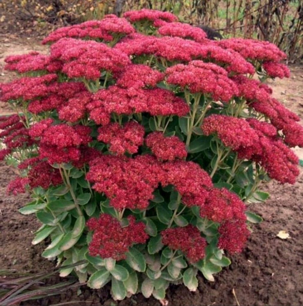 Sedum sedum úžasne brilantné Sedum sedum úžasne brilantné