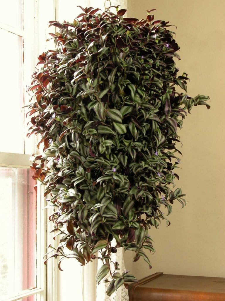 Fotografia miestnosti Tradescantia Fotografia miestnosti Tradescantia