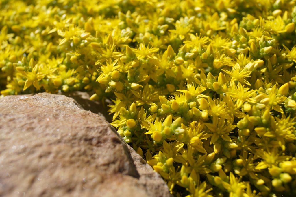 Sedum leptavý sedum