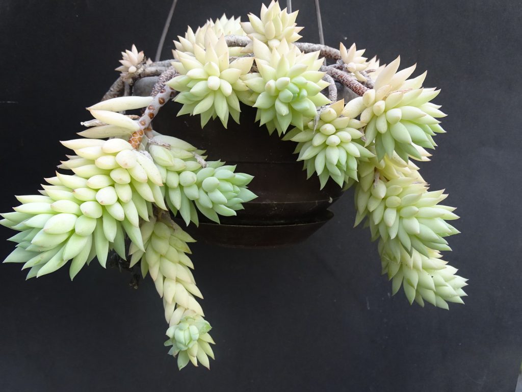 Domáca starostlivosť o Sedum morgan Domáca starostlivosť o Sedum morgan