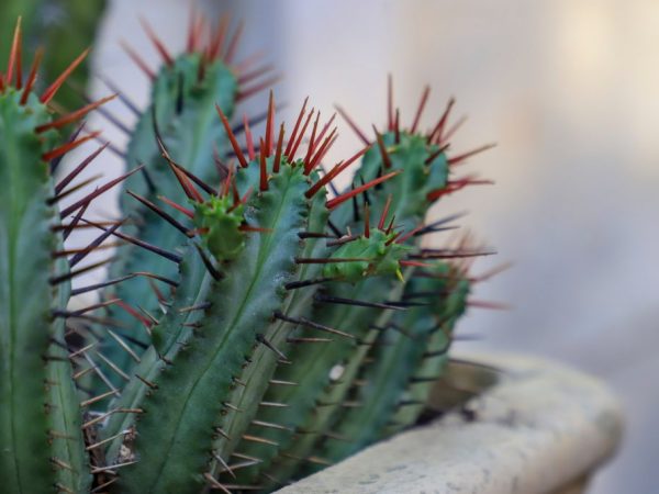 Pestovanie Euphorbia Enoplus
