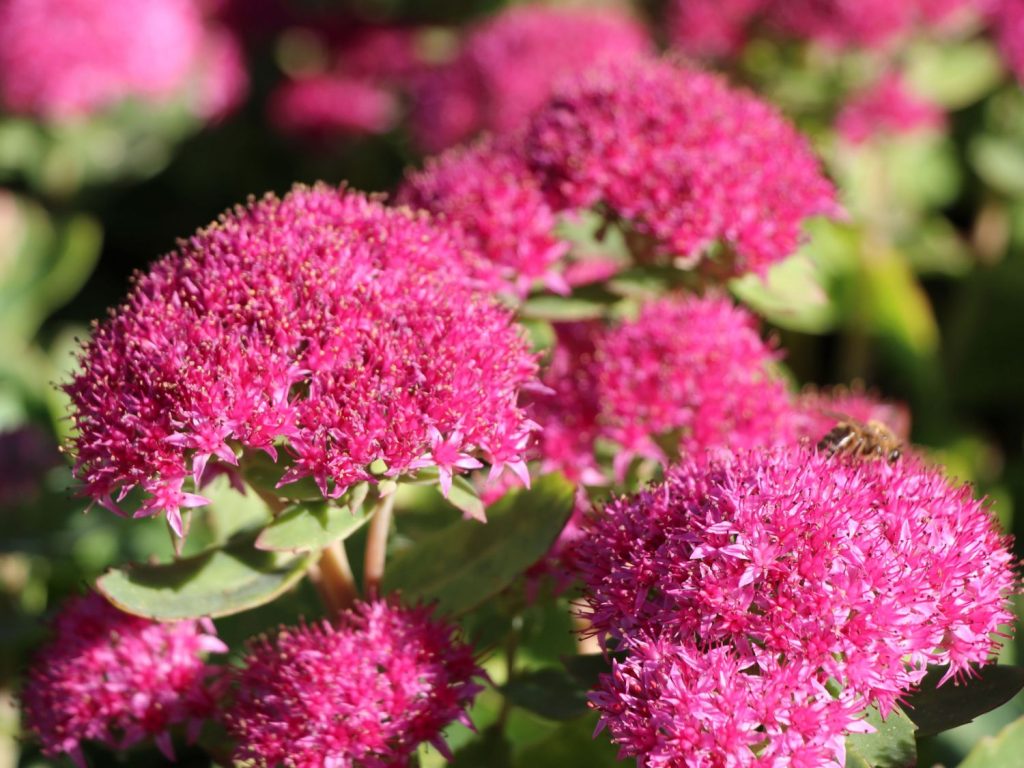 Sedum prominentná výsadba a starostlivosť Sedum prominentná výsadba a starostlivosť