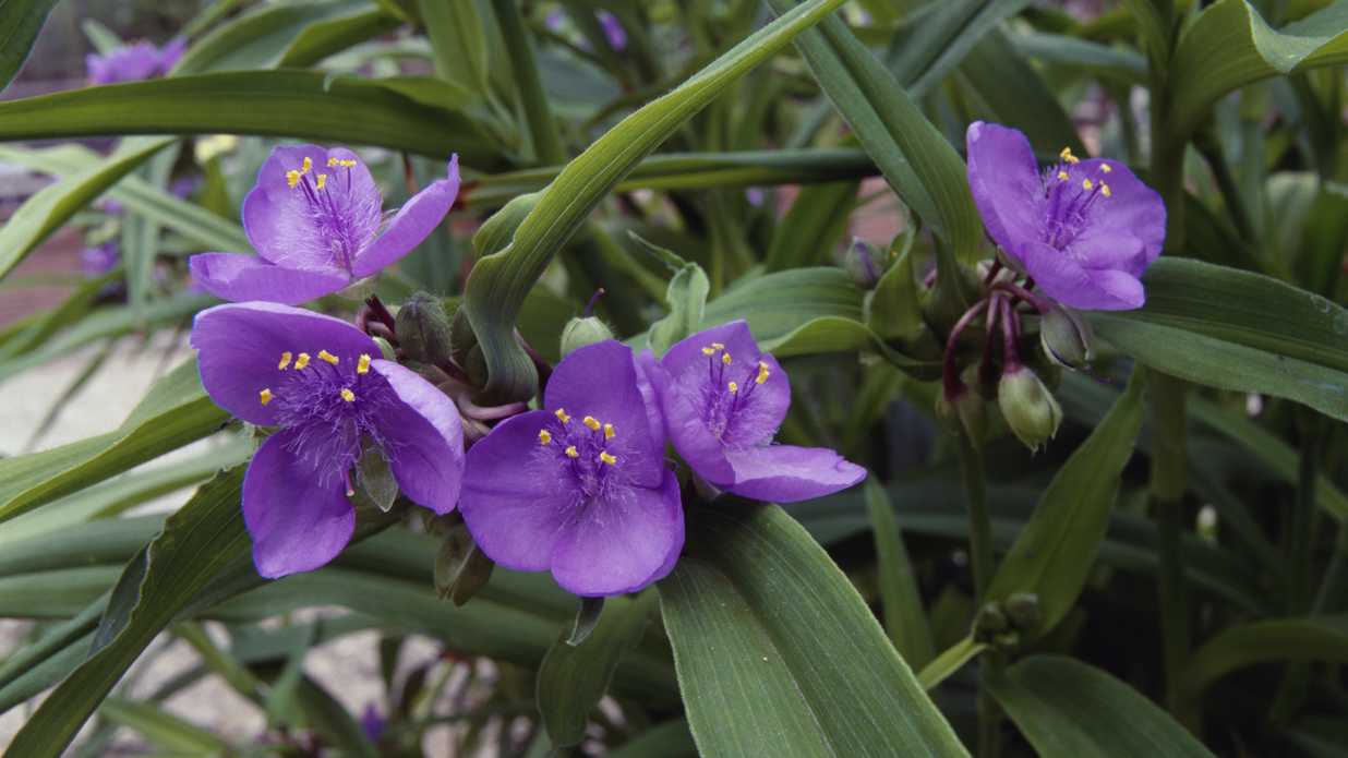 Fotografická záhrada Tradescantia Fotografická záhrada Tradescantia