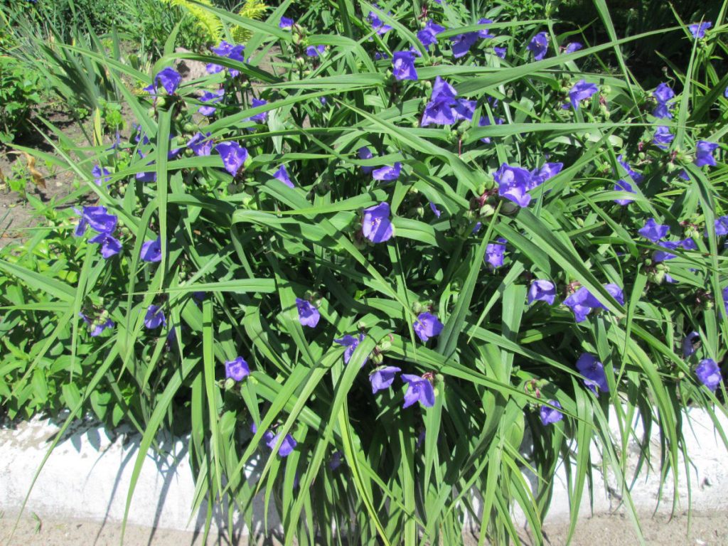 Vytrvalá záhrada Tradescantia Vytrvalá záhrada Tradescantia