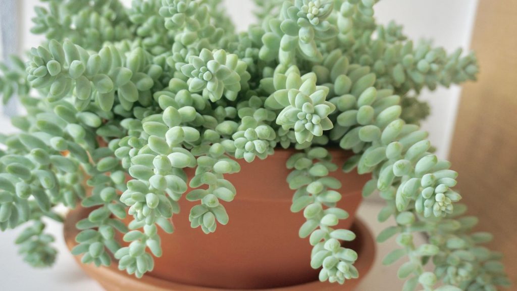 Fotografia sedum morgana Fotografia sedum morgana