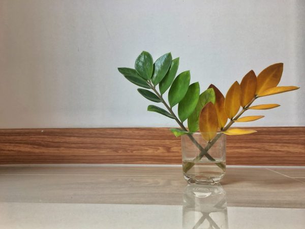 Reprodukcia Zamioculcas - ako sa postupuje doma