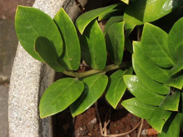 Zalievanie Zamioculcas - pravidlá a odporúčania