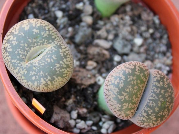 Lithops alebo kvitnúce kamene - tipy na pestovanie