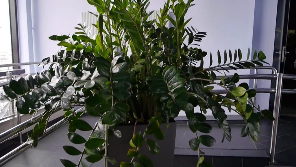 Zamioculcas aká pôda je potrebná