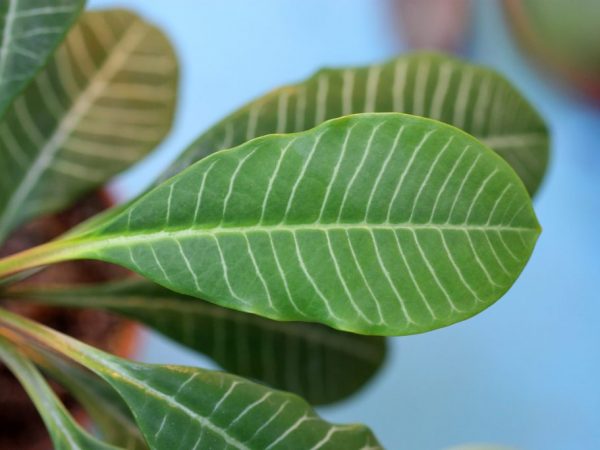Euphorbia s bielymi žilkami