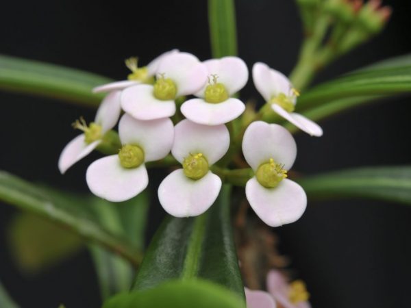 Euphorbia Crested (rebrovaná) - ako pestovať doma