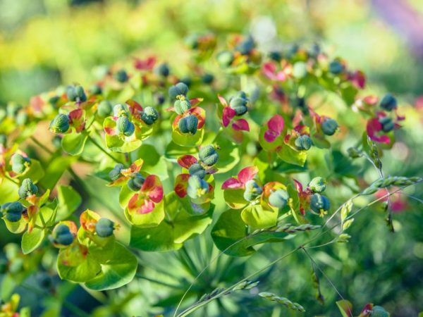 Cypress spurge
