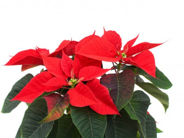 Najkrajšia Euphorbia - ako sa správne starať