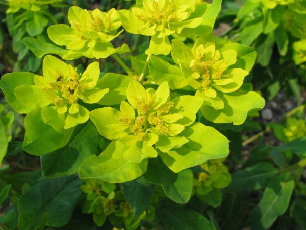 Pestovanie a starostlivosť o Euphorbia multilorous