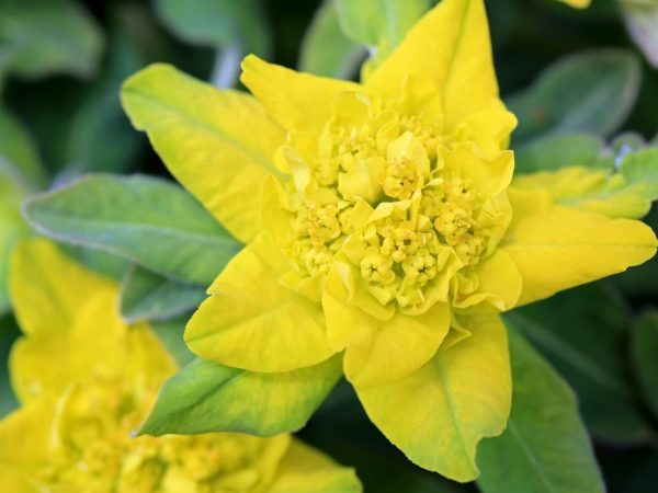 Euphorbia multiflorous semená