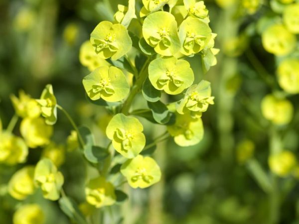 Viacfarebná fotografia Euphorbia
