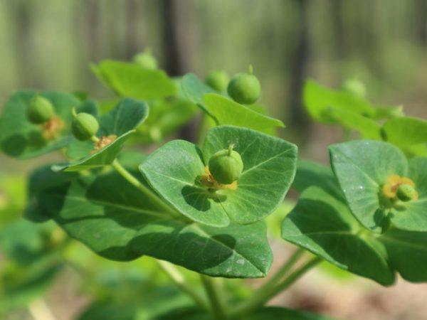 Pallas spurge - užitočné vlastnosti