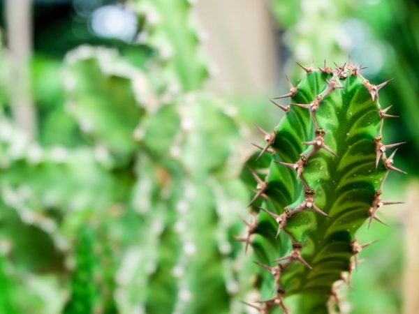 Euphorbia živicová - ako sa starať o rastlinu
