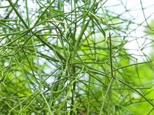 Euphorbia Tirucalli je nenáročná rastlina