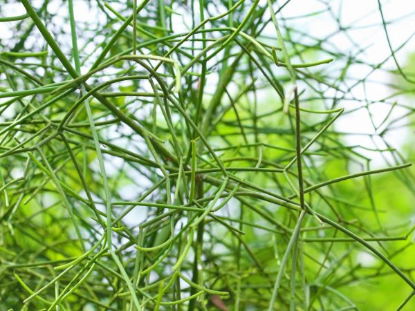 Euphorbia Tirucalli je nenáročná rastlina