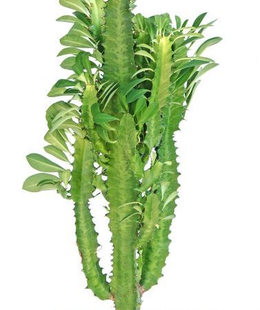 Euphorbia Triangular - vlastnosti pestovania subtropického kvetu