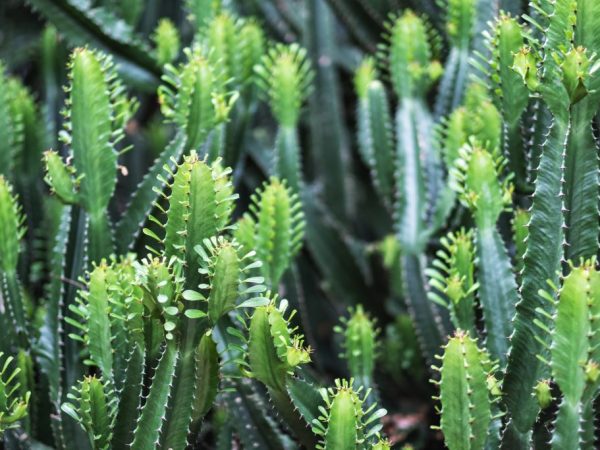 Euphorbia sa množí deťmi