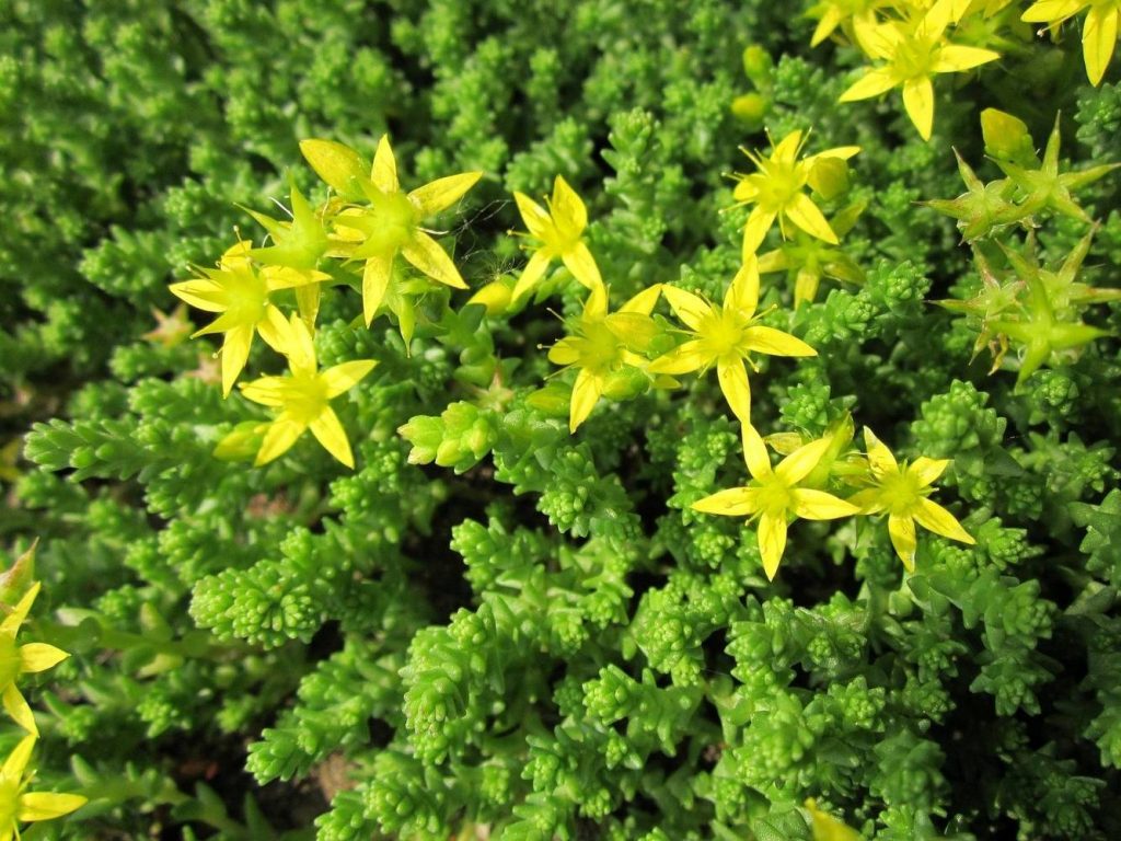 Popis fotografie so žieravinou sedum