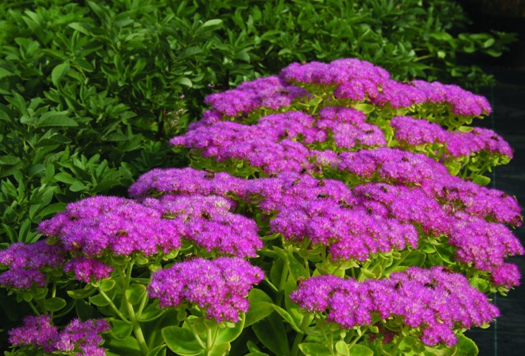 Sedum prominentná matrona Sedum prominentná matrona