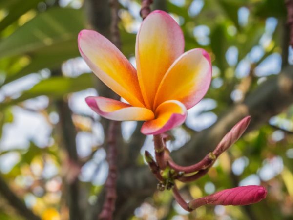 Plumeria je krásna kvetina s nádhernou vôňou