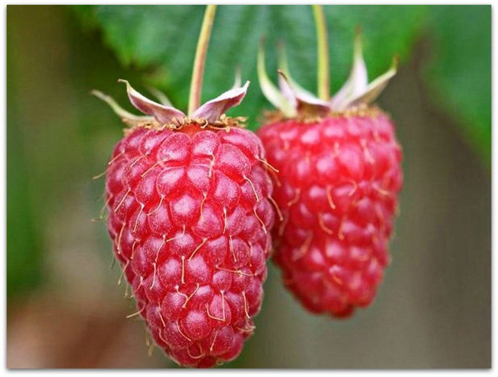 Ako spracovať maliny na jeseň z čoho Ako spracovať maliny na jeseň z čoho