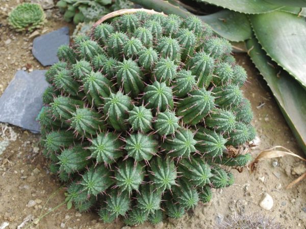 Euphorbia môže mať bizarný tvar