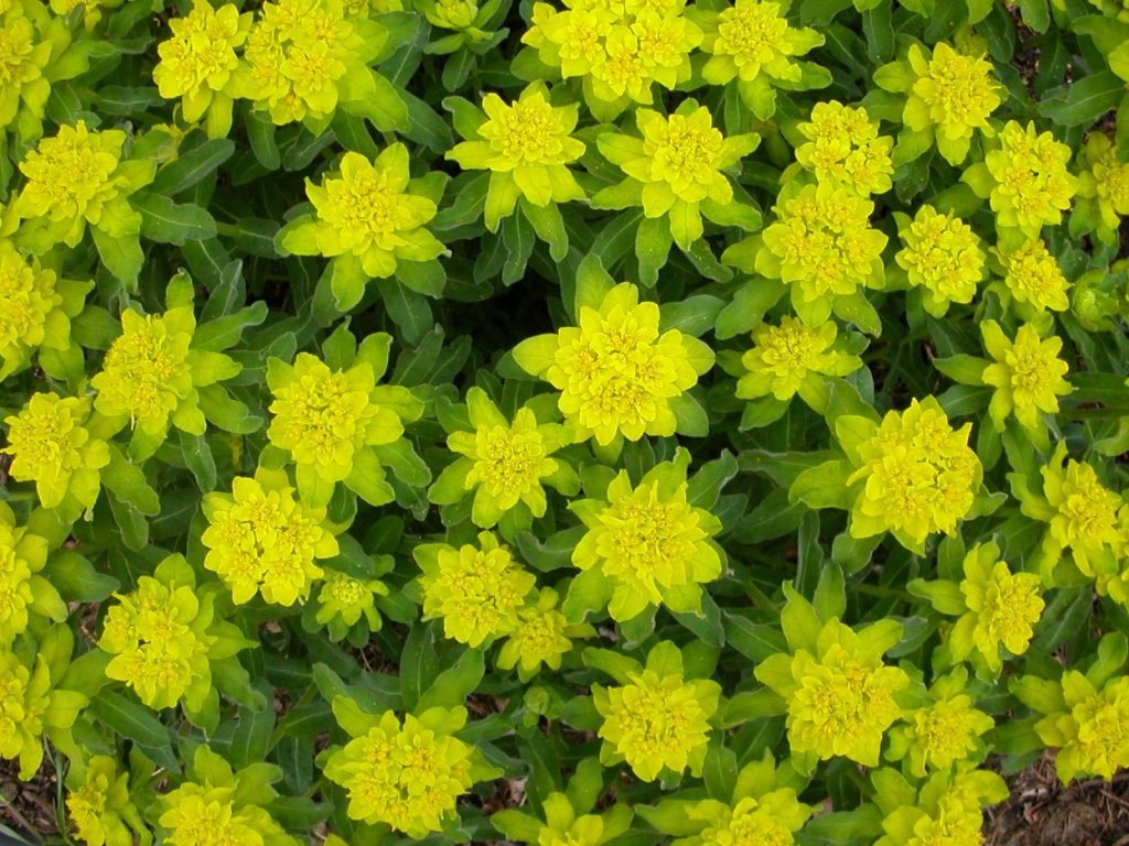 Euphorbia viacfarebný mrazivý plameň