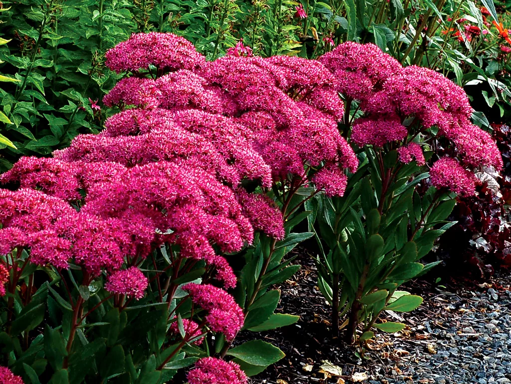 Sedum prominentné pristátie Sedum prominentné pristátie