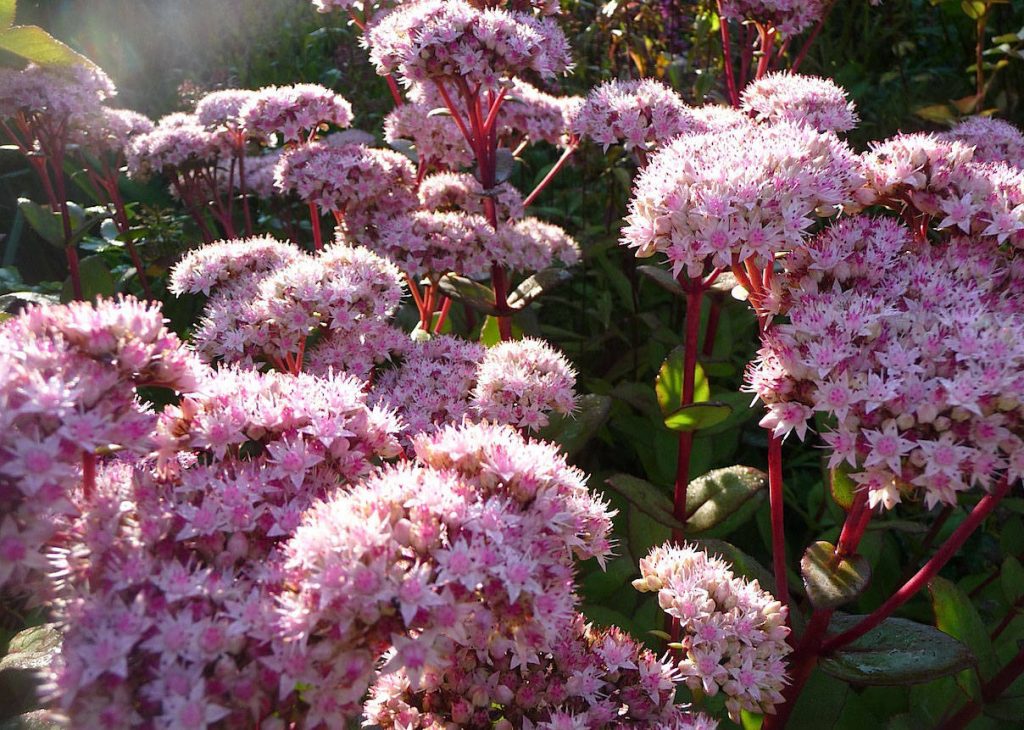 Foto matrona sedum