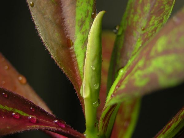 Milkweed potrebuje veľa svetla