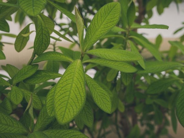 Sinadenium - zložitosť starostlivosti o exotický strom