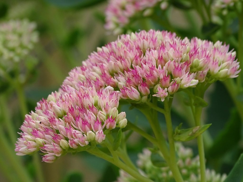 Sedum prominentná fotografia Sedum prominentná fotografia
