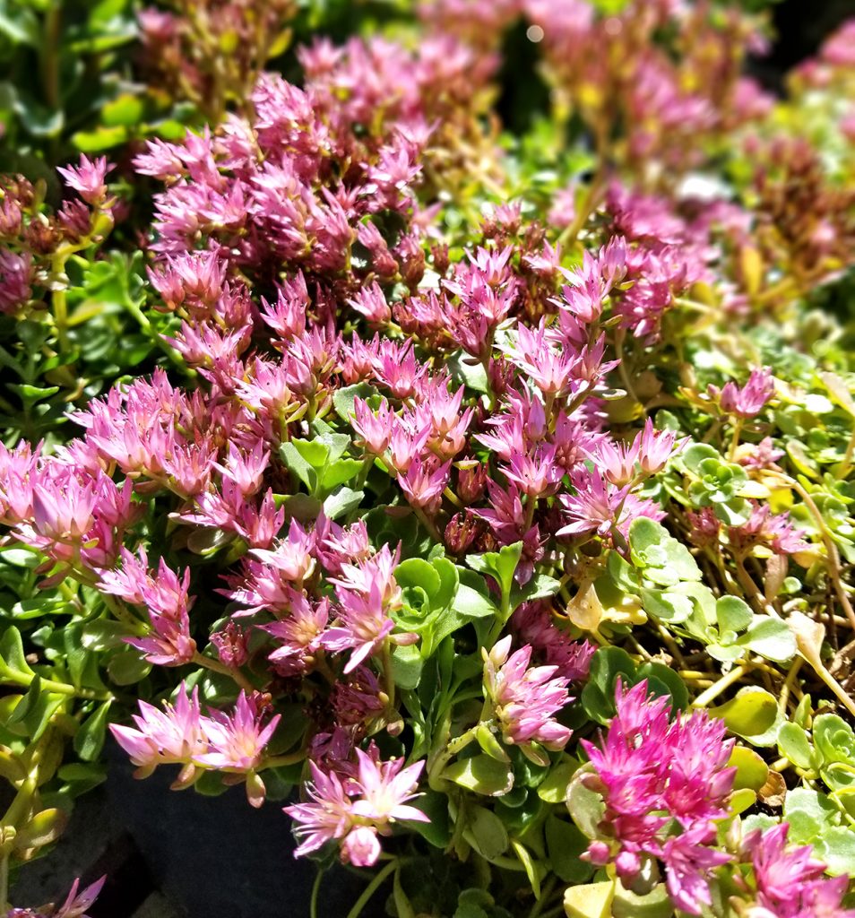Sedum - prominentné fotografie výsadby a starostlivosti Sedum - prominentné fotografie výsadby a starostlivosti