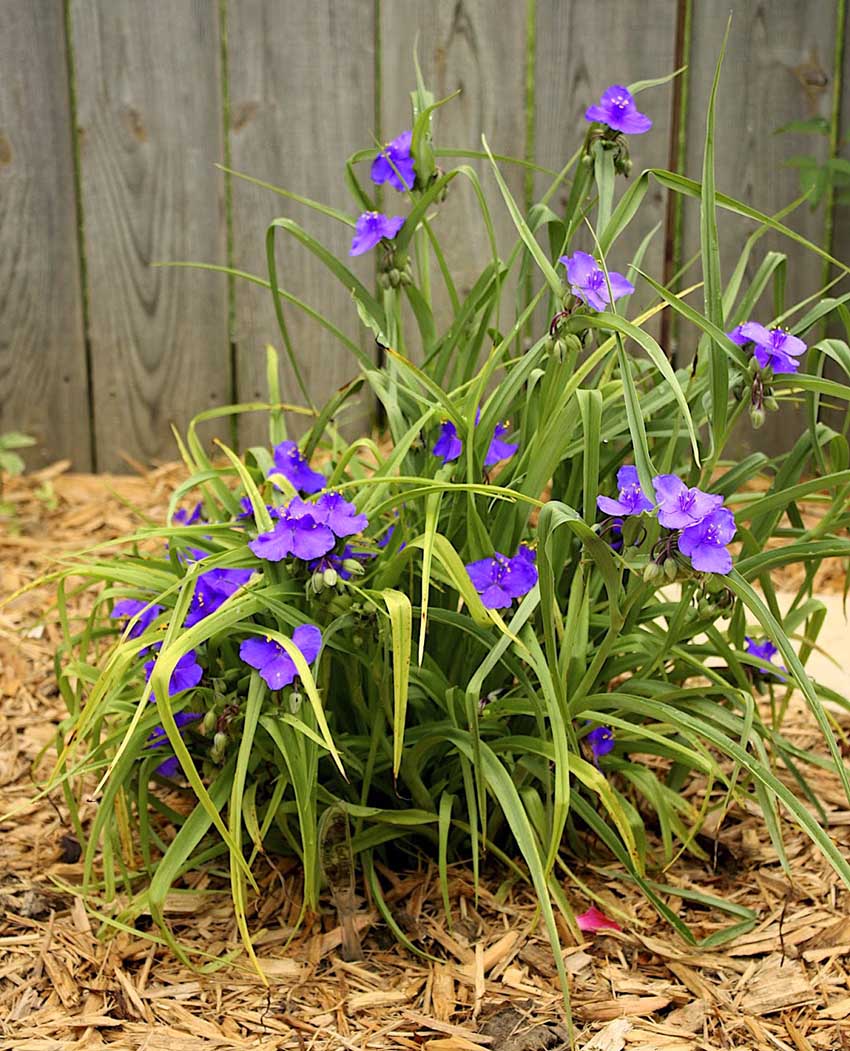 Tradescantia záhrada dlhodobá výsadba a starostlivosť Tradescantia záhrada dlhodobá výsadba a starostlivosť