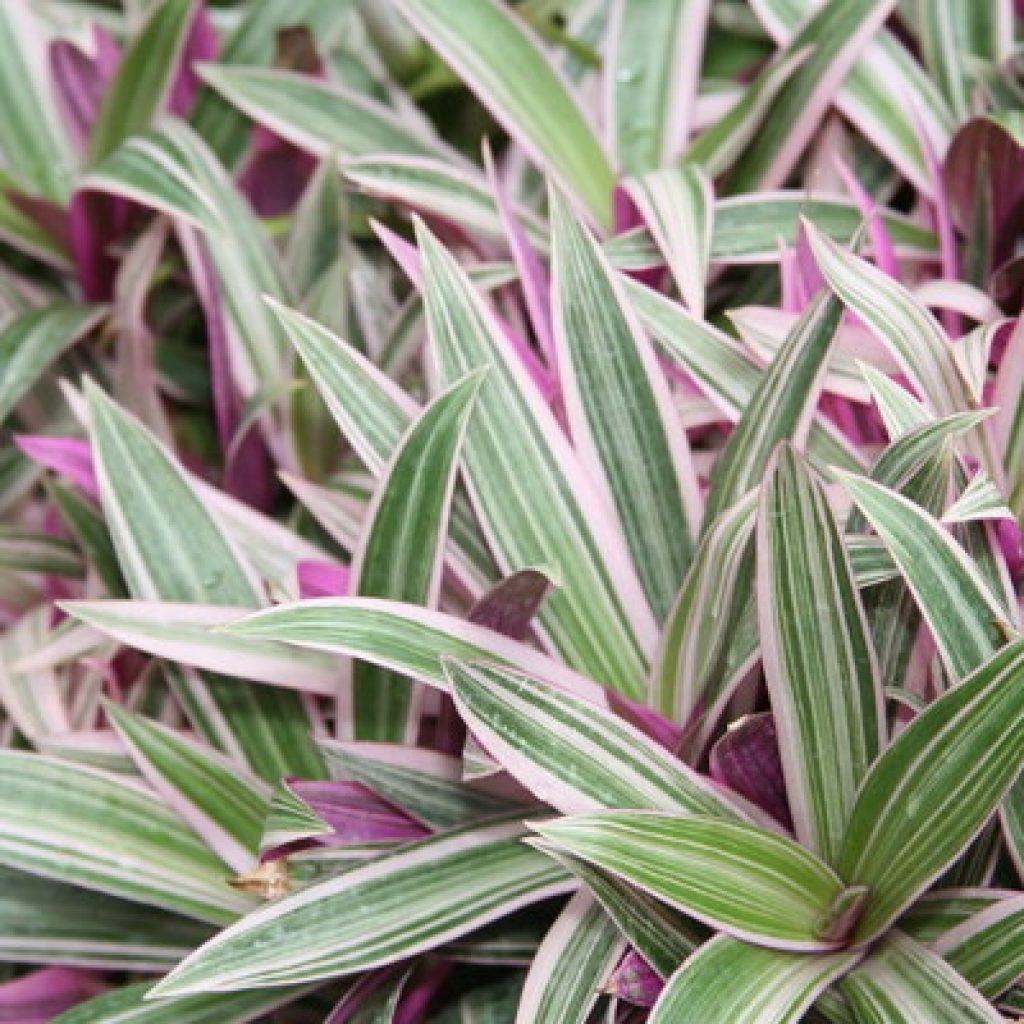 Kvet Tradescantia Kvet Tradescantia
