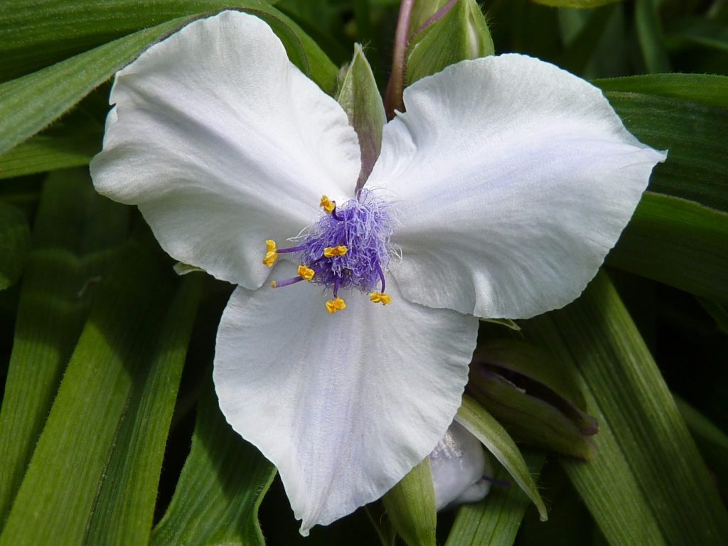 Fotografia spoločnosti Tradescantia Anderson